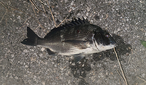 チヌの釣果