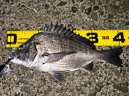 クロダイの釣果