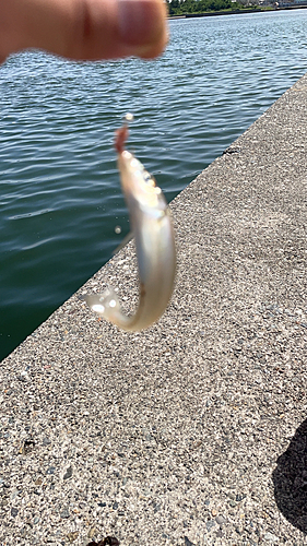 キスの釣果