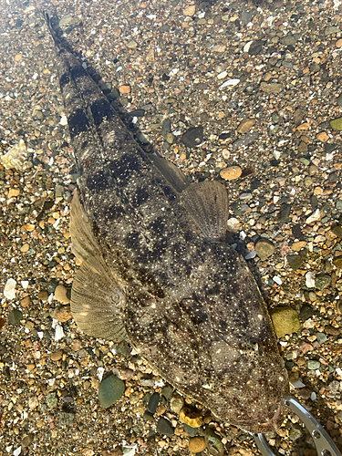 マゴチの釣果