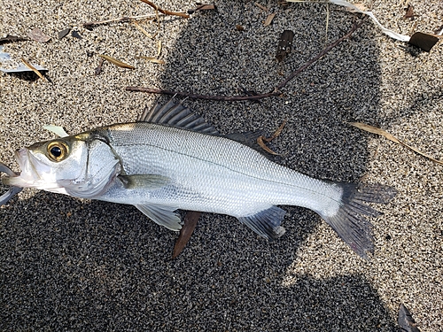 セイゴ（ヒラスズキ）の釣果