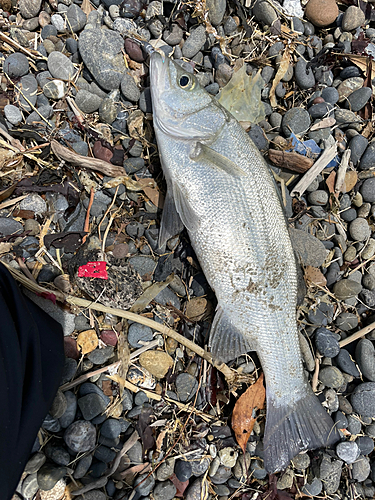 ヒラスズキの釣果