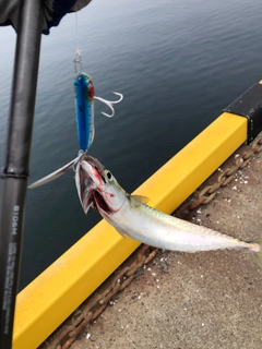 サバの釣果