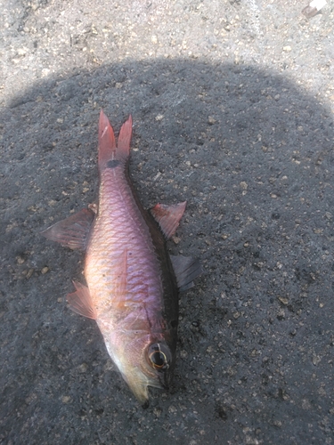 ネンブツダイの釣果