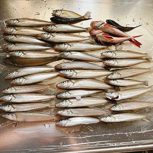 シロギスの釣果