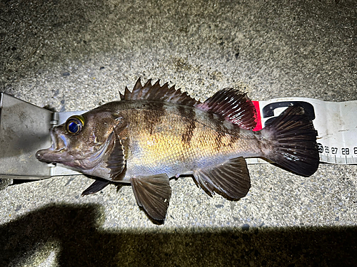 アカメバルの釣果