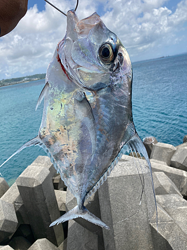 イトヒキアジの釣果