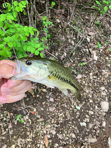 ブラックバスの釣果