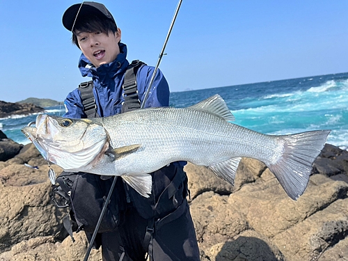 ヒラスズキの釣果