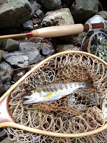 アマゴの釣果