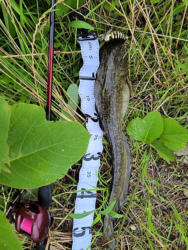 ナマズの釣果