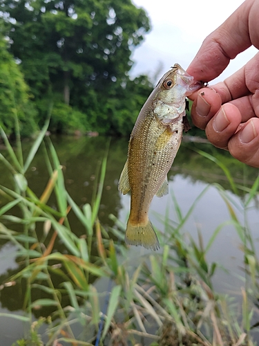 ラージマウスバスの釣果