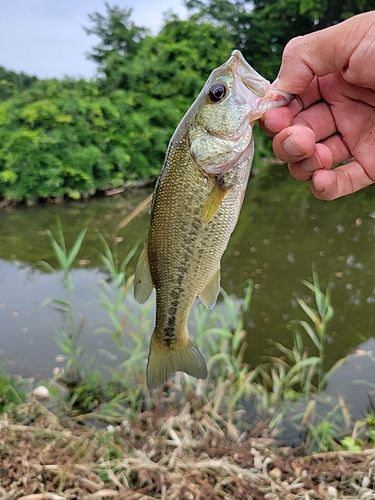 ラージマウスバスの釣果