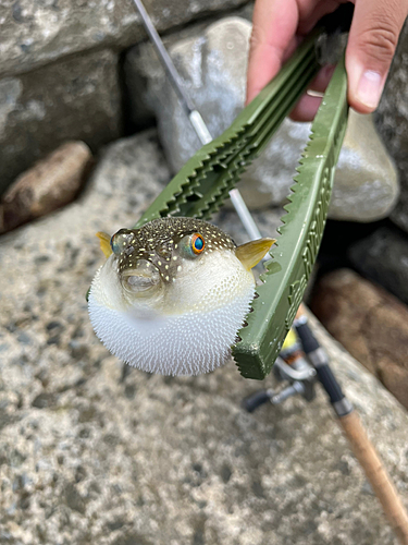 クサフグの釣果