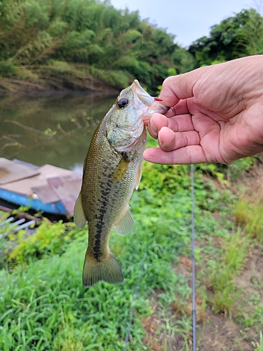 ラージマウスバスの釣果