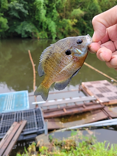 ラージマウスバスの釣果