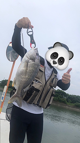 キビレの釣果