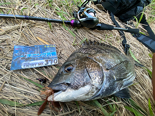 チヌの釣果