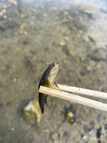 チチブの釣果