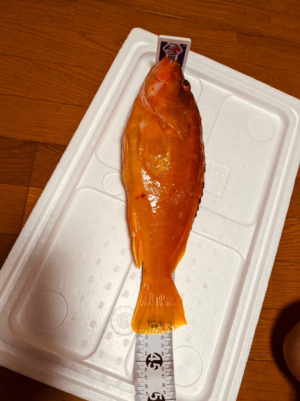 磯釣り師こんちゃん@凪磯釣りClubさんの釣果 2枚目の画像