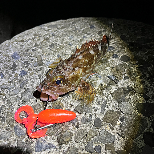 カサゴの釣果