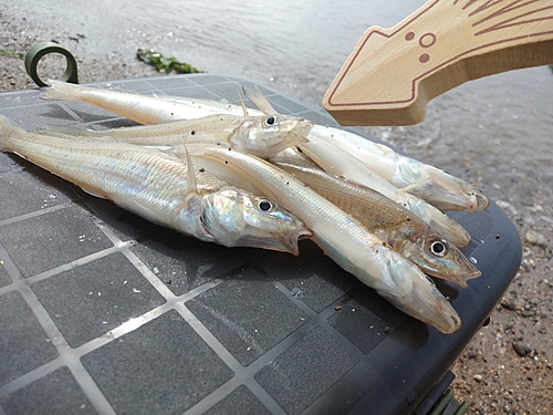 キスの釣果