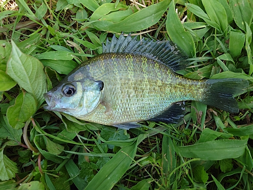 ブルーギルの釣果