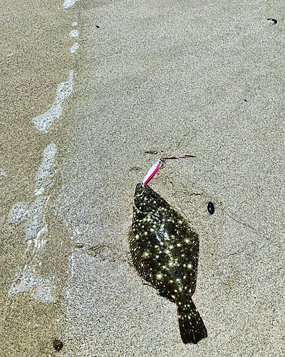 ソゲの釣果