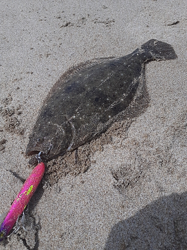 ソゲの釣果