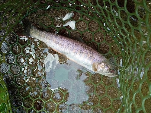 イワナの釣果