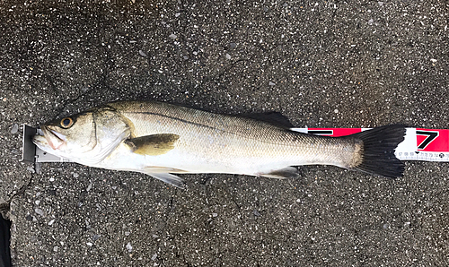 スズキの釣果