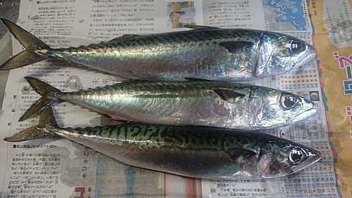 マサバの釣果