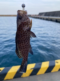 オオモンハタの釣果