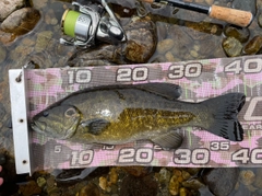 スモールマウスバスの釣果