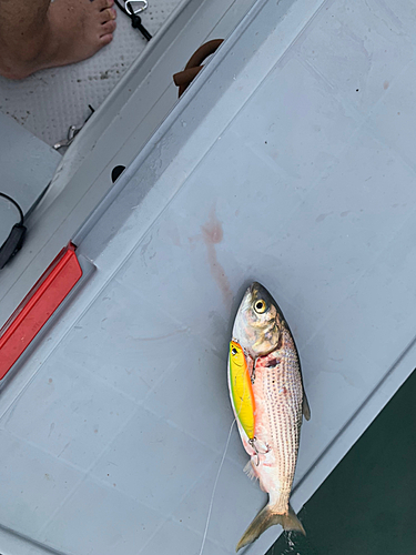 コノシロの釣果