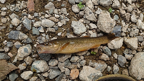 タカハヤの釣果