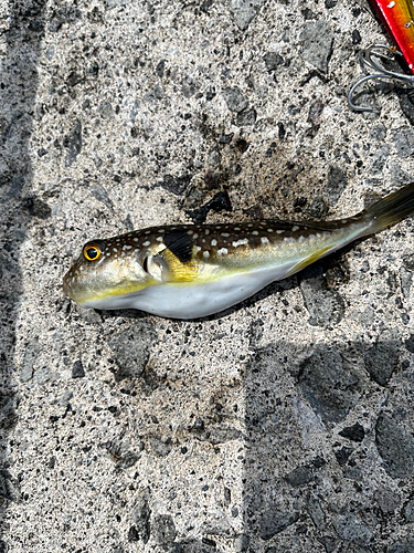 フグの釣果