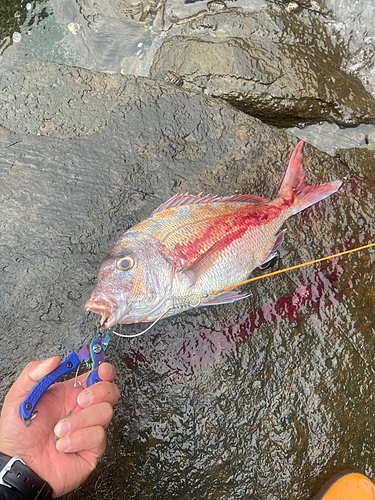 タイの釣果