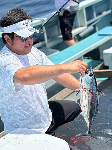 カツオの釣果