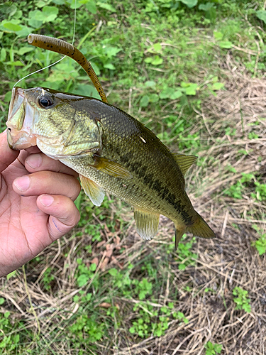 ラージマウスバスの釣果