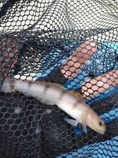 リュウグウハゼの釣果