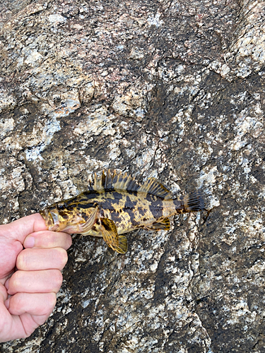 タケノコメバルの釣果