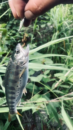 アマゴの釣果