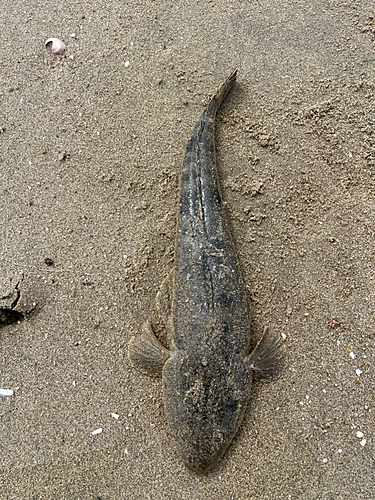 マゴチの釣果