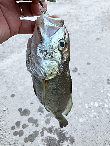 イシモチの釣果