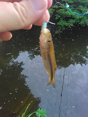 ウグイの釣果