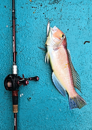 アマダイの釣果