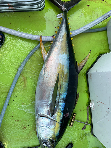 キハダマグロの釣果