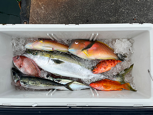 ブリの釣果