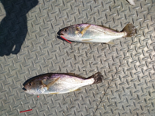 イシモチの釣果